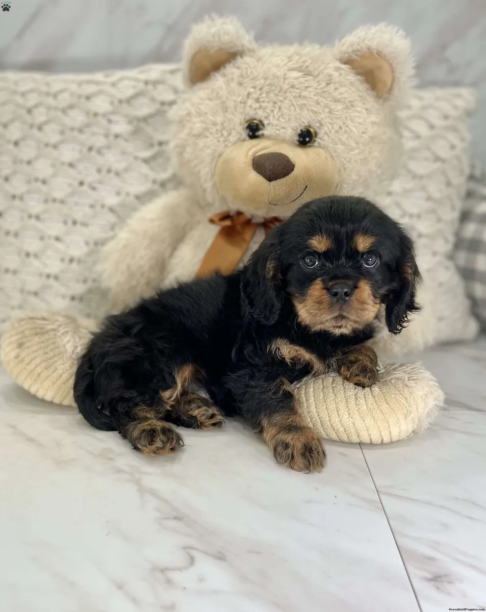 Pure King Charles cavalier puppies
