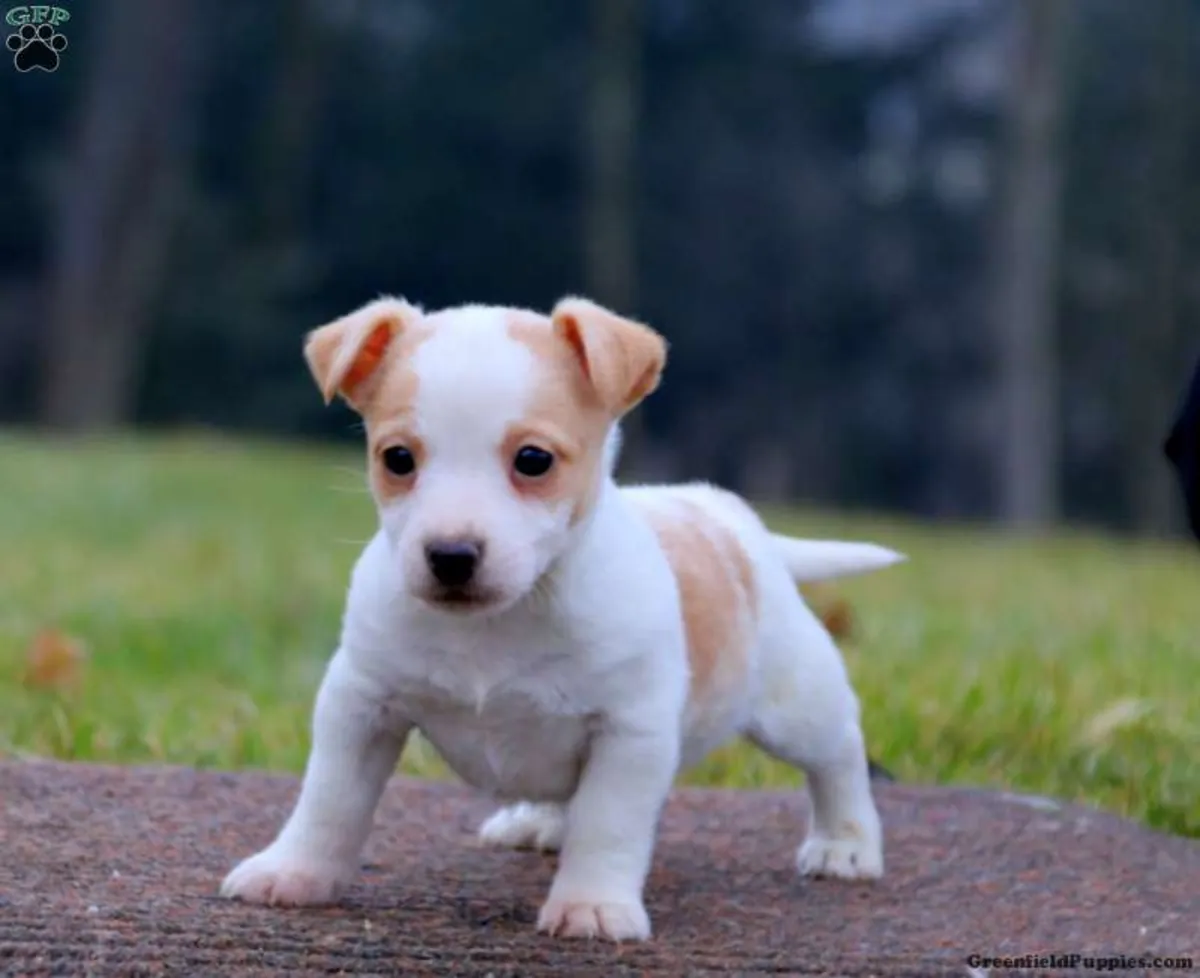 Beautiful Jack Russell Pups Ready for Forever Home