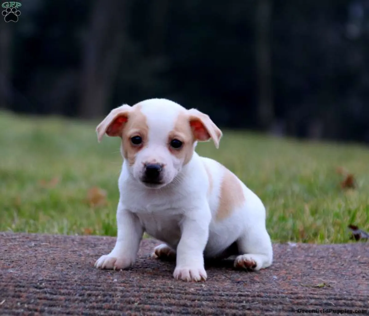 Beautiful Jack Russell Pups Ready for Forever Home