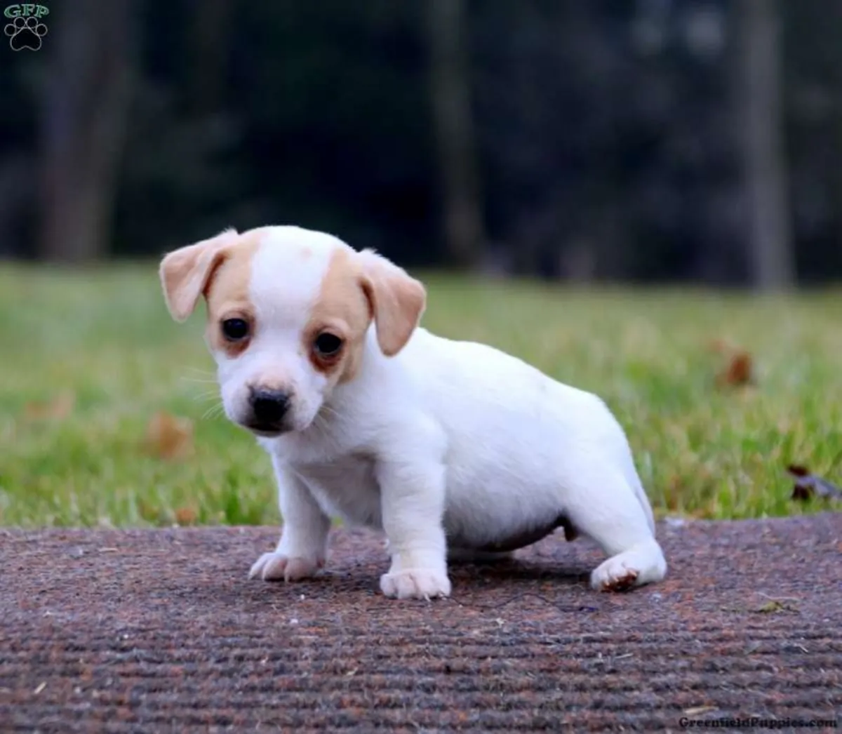 Beautiful Jack Russell Pups Ready for Forever Home