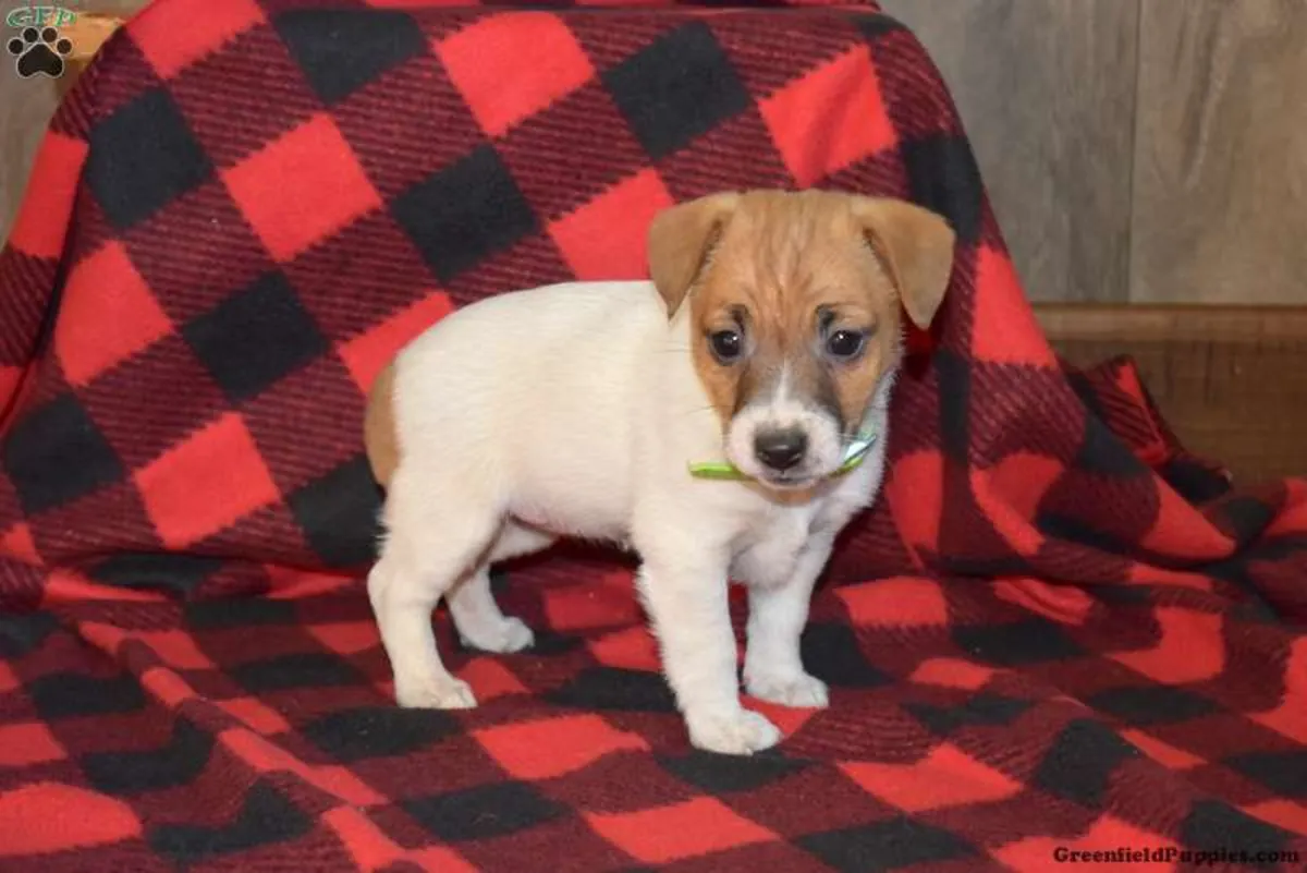 Chiots Jack Russell Terrier de travail traditionnels