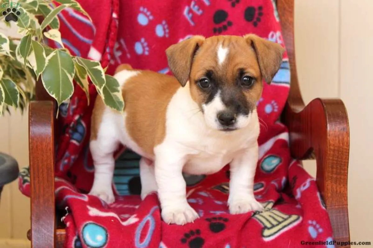 Chiots Jack Russell Terrier de travail traditionnels