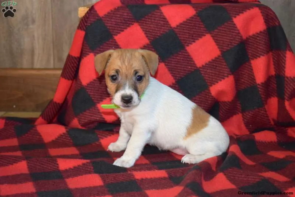 Chiots Jack Russell Terrier de travail traditionnels
