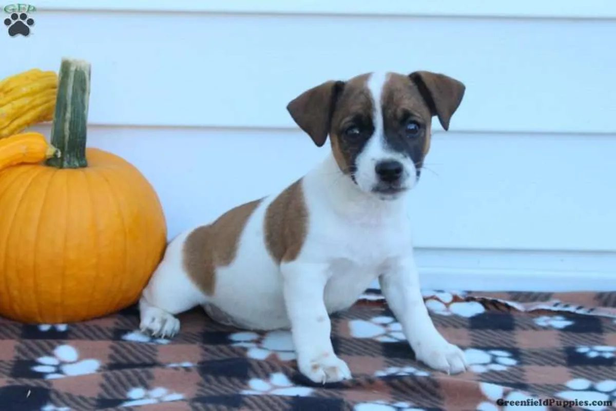 CUTE Jack Russel puppies great pedigree healthy