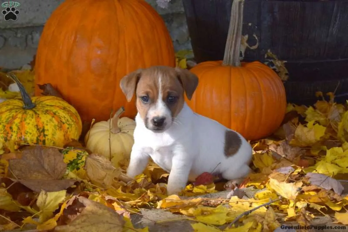 CUTE Jack Russel puppies great pedigree healthy