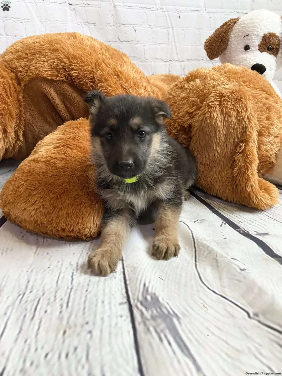 German shepherd pups