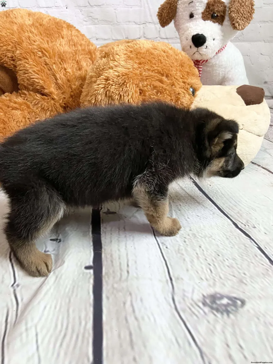 German shepherd pups