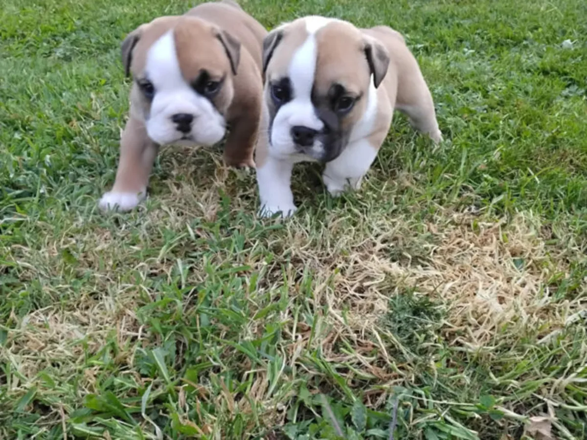cachorros de bulldog inglés