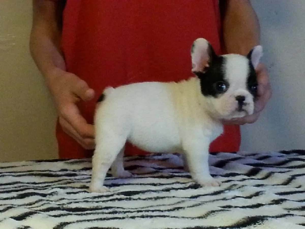  Jolie chiot bouledogue francais a donner 