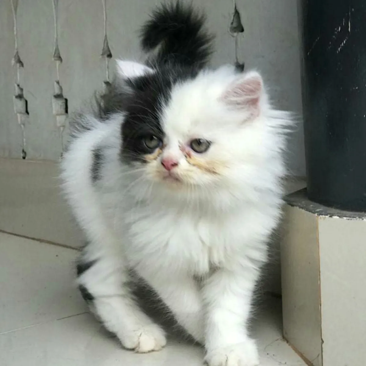 Котенок породы рэгдолл (самка)