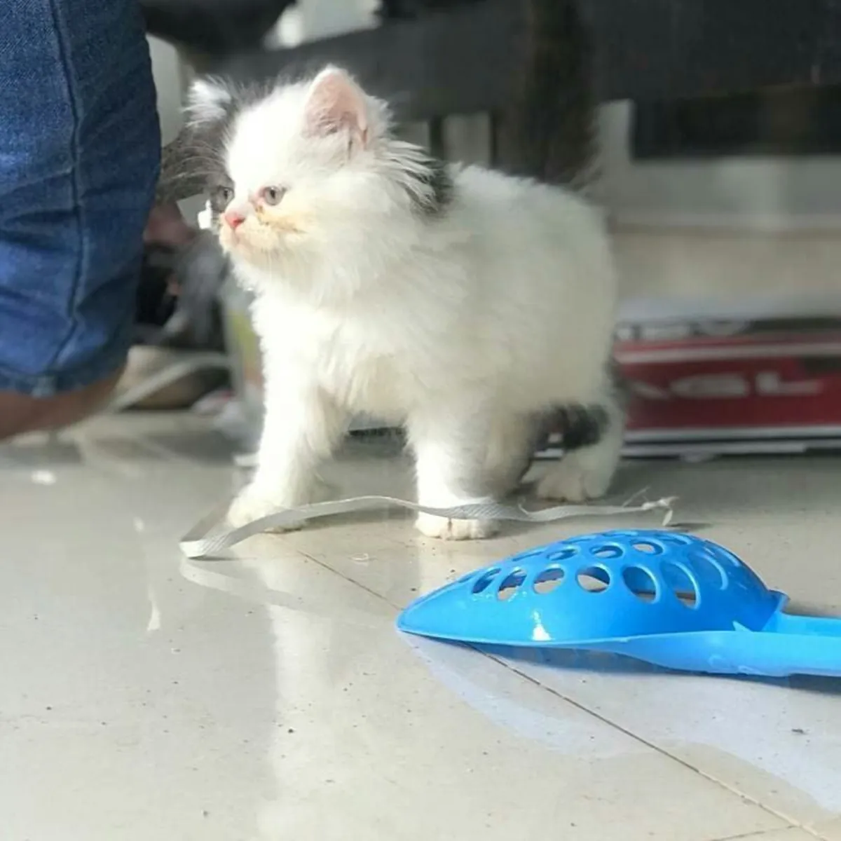 Котенок породы рэгдолл (самка)