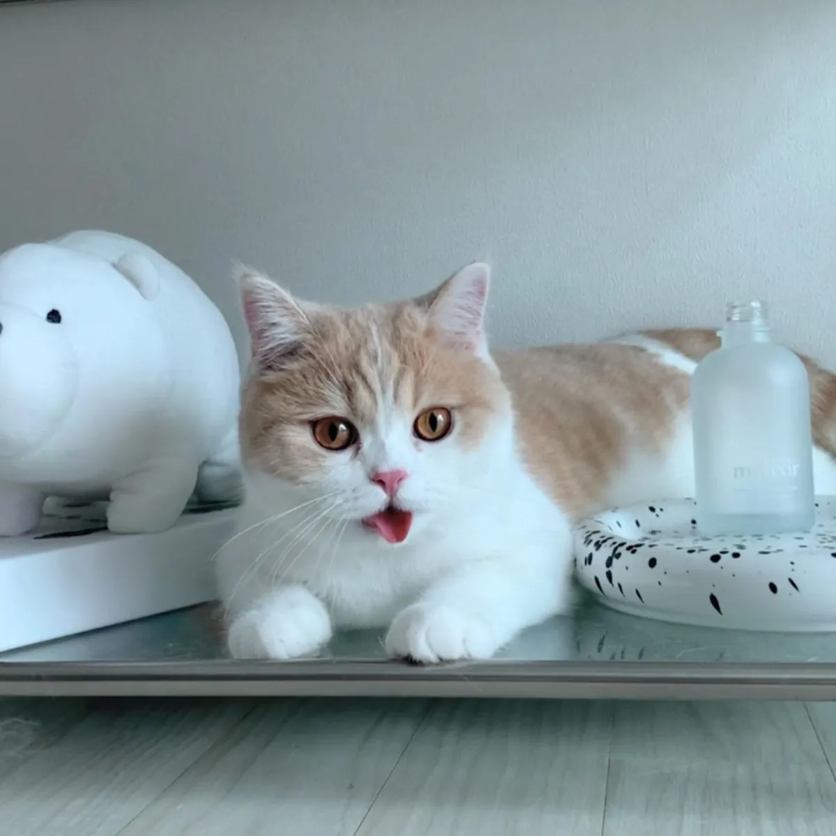 Adorables chatons Maine Coon