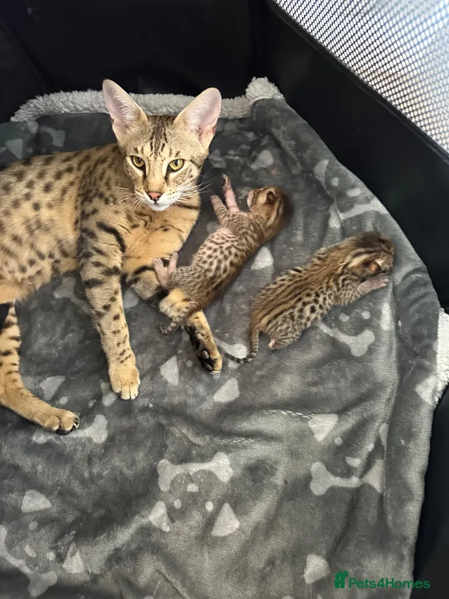孟加拉小猫