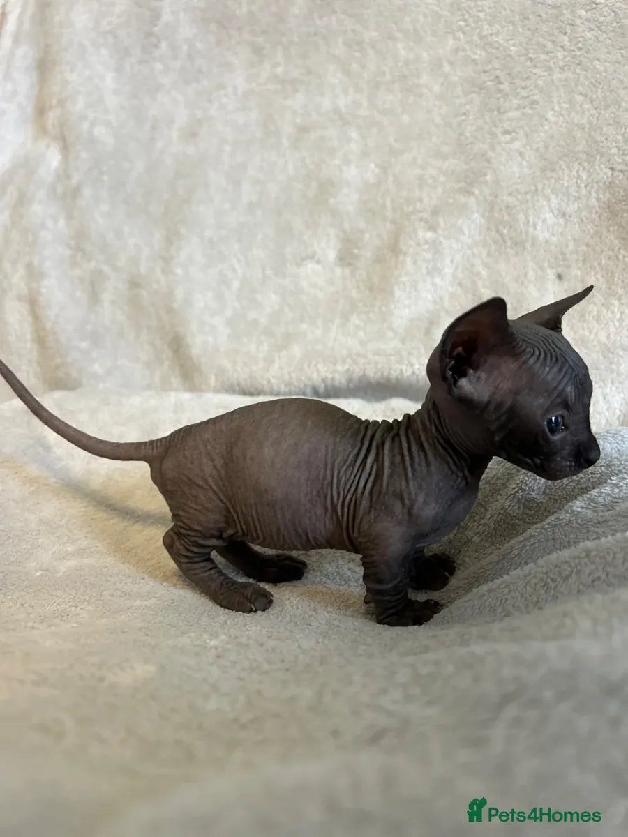 短腿蒙金斯芬克斯小猫