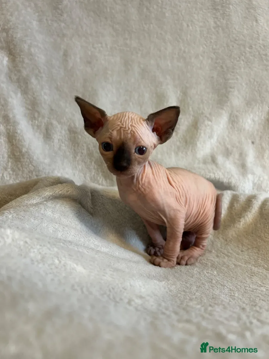 短腿蒙金斯芬克斯小猫