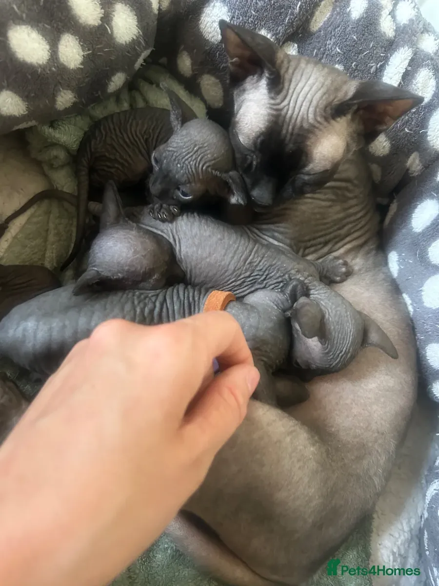纯灰色加拿大无毛猫
