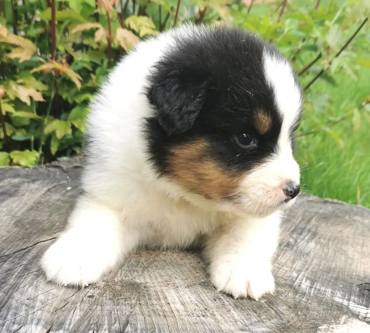 Прекрасная австралийская овчарка доступна для усыновления.