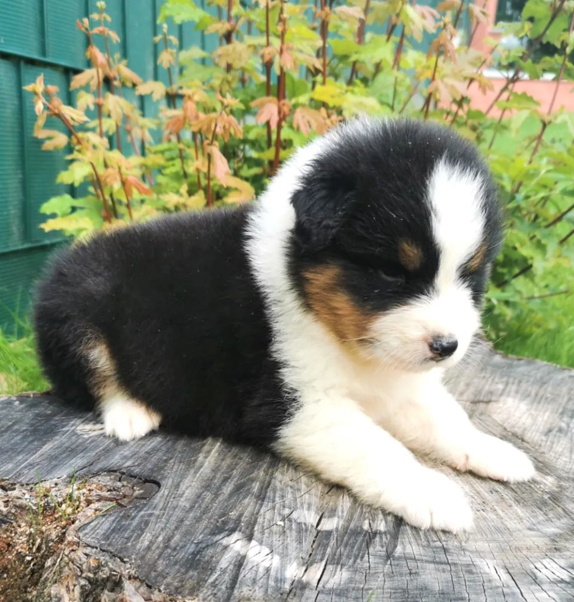 Harika bir Avustralya Çoban Köpeği yavrusu hediye edilecek.
