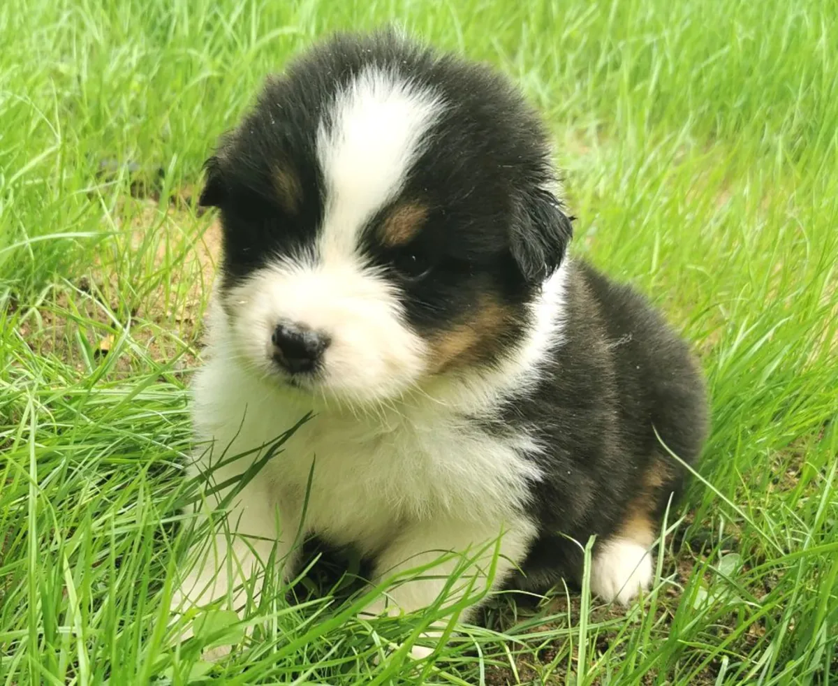 Jolie boule berger australien a ceder