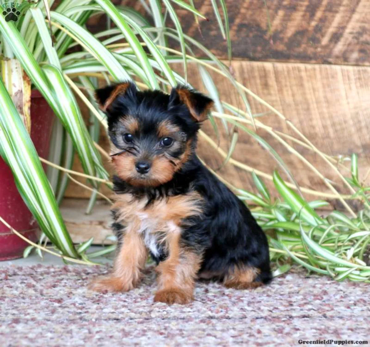 品质上乘的约克夏梗幼犬，已在犬舍俱乐部注册。