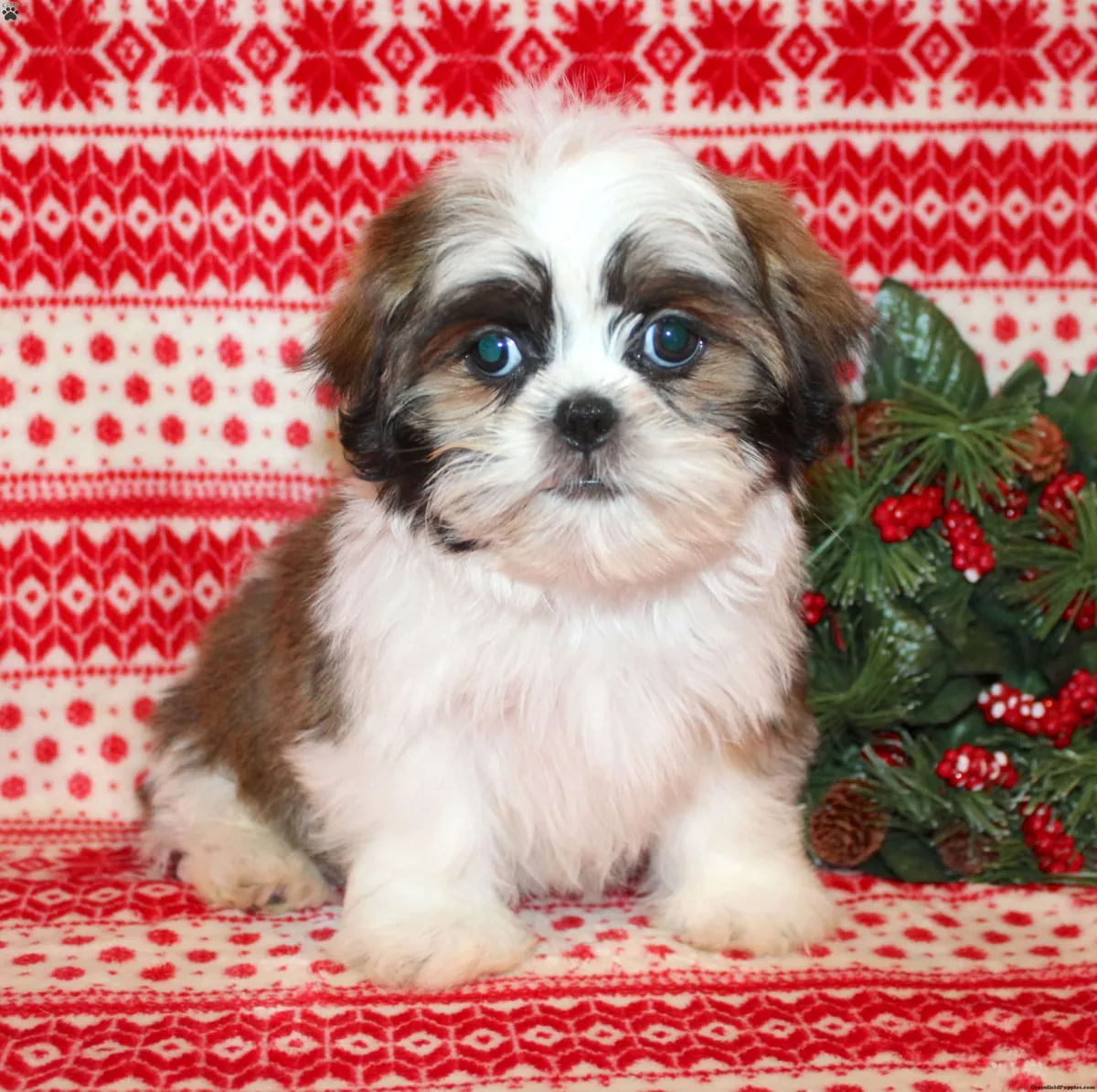 Cachorros Shih Tzu disponibles
