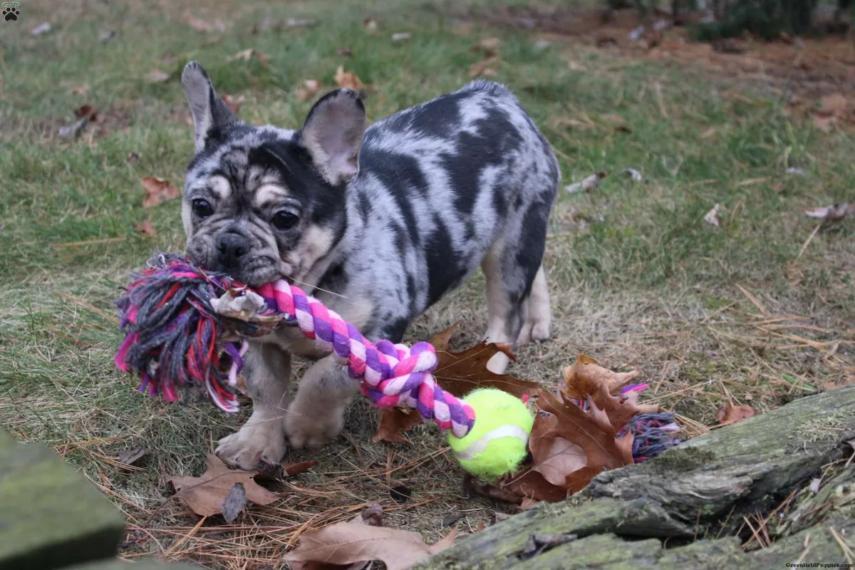 Preciosos cachorros de bulldog francés
