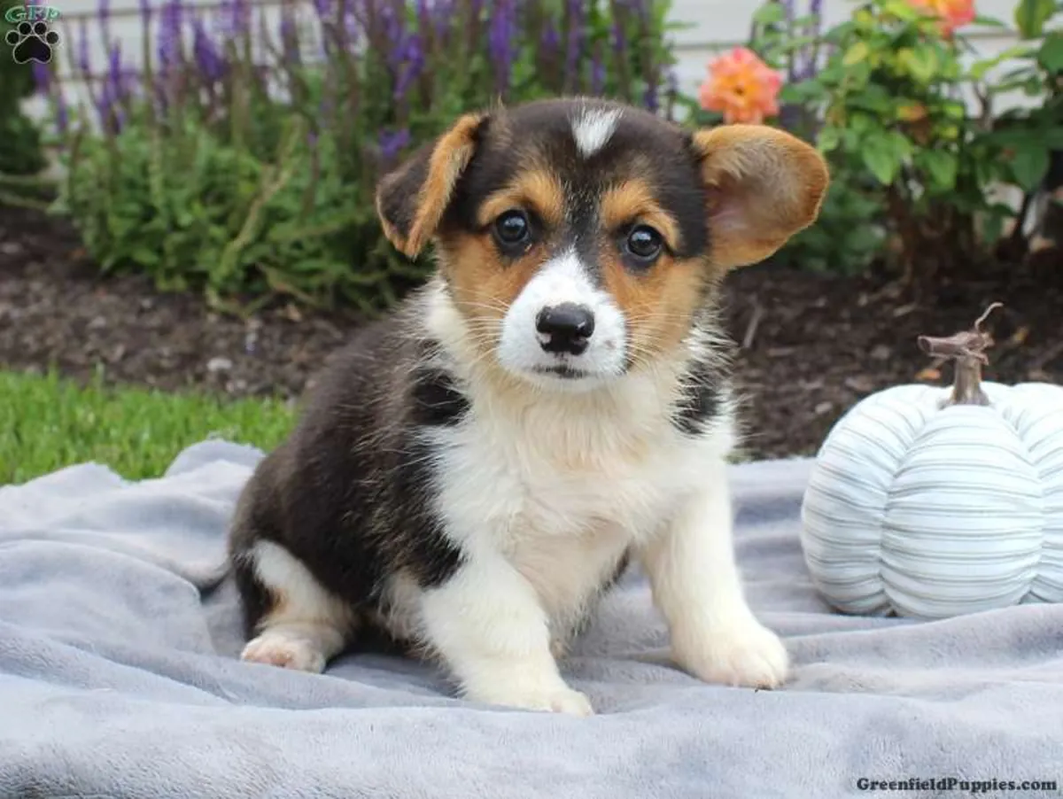 Pembroke Welsh Corgi yavruları, Kennel Club'a kayıtlıdır.