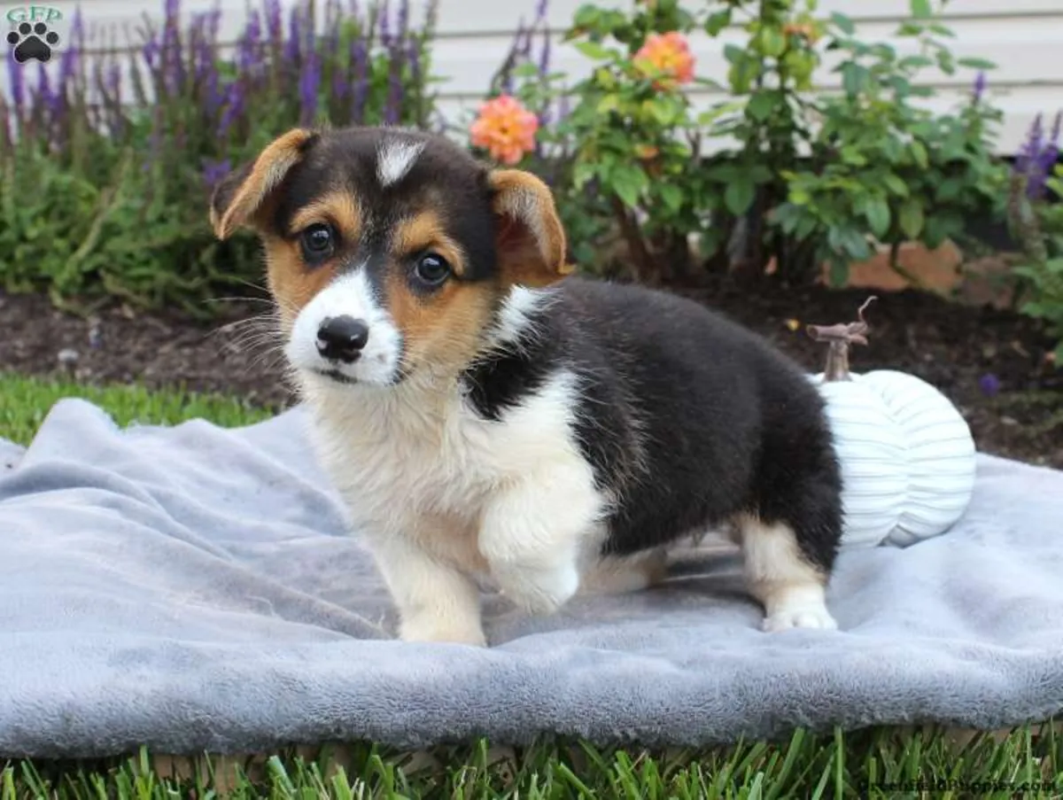 Pembroke Welsh Corgi yavruları, Kennel Club'a kayıtlıdır.