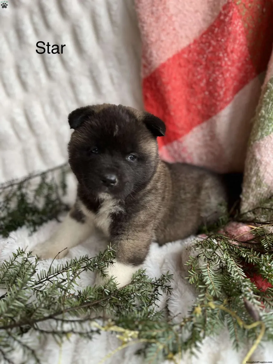 漂亮健壮的美国秋田犬幼犬