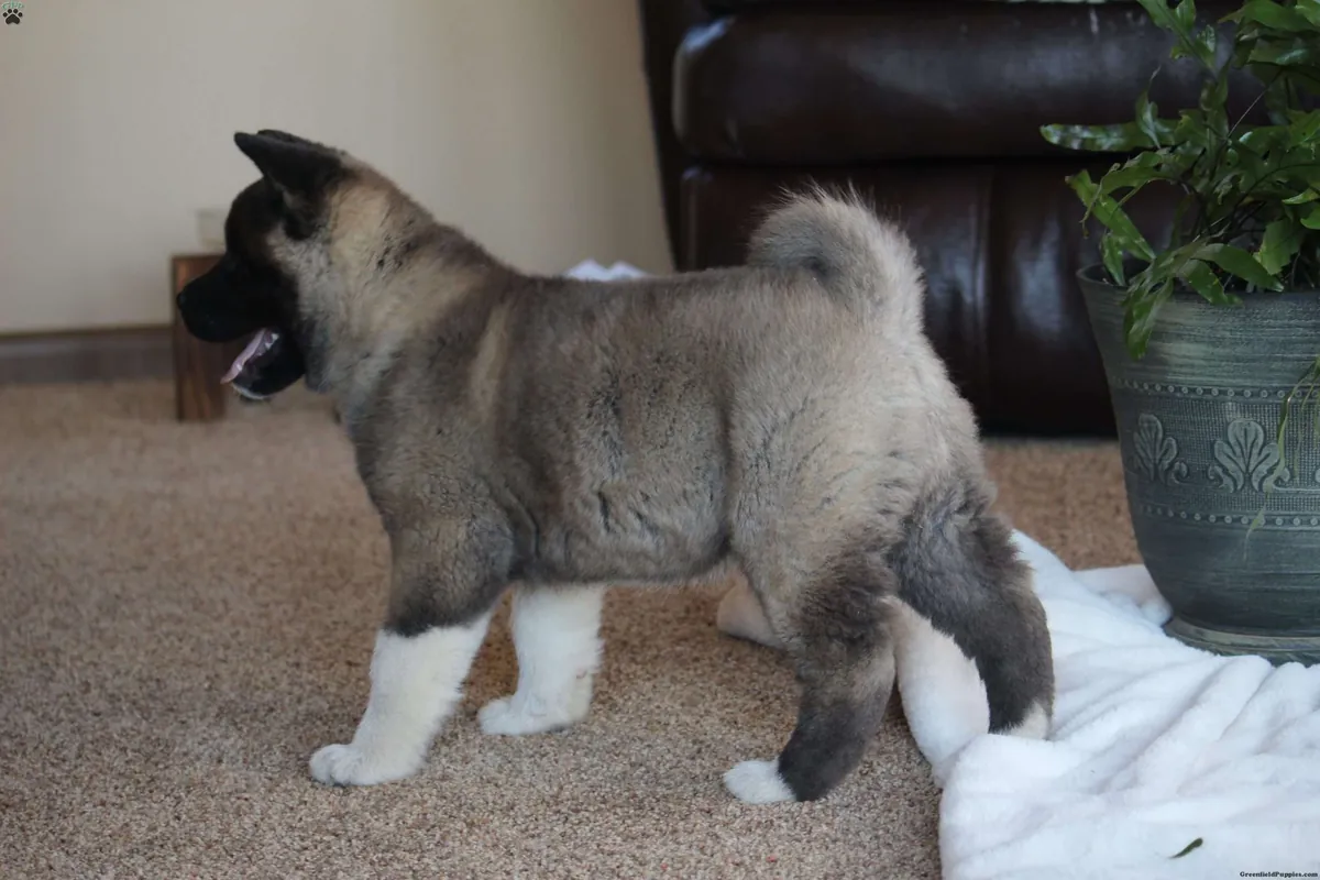 漂亮健壮的美国秋田犬幼犬