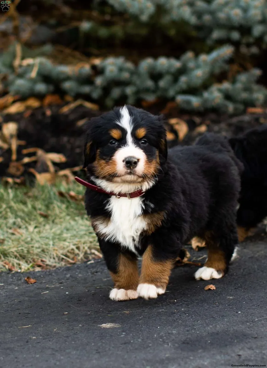 cachorros de perro de montaña bernés