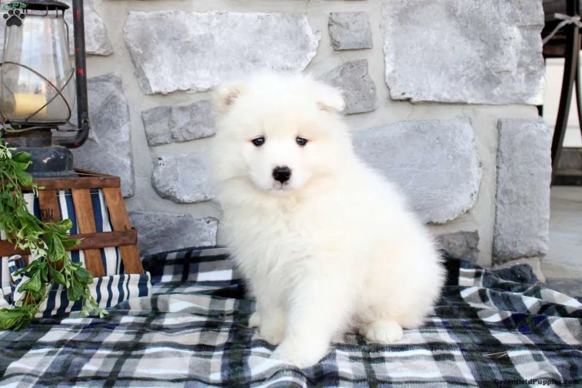 cachorros samoyedos