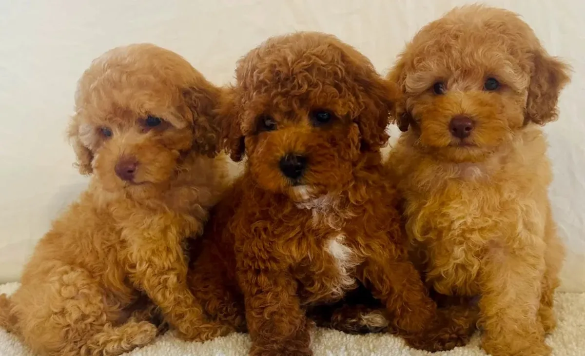 beautiful Toy Poodle puppies