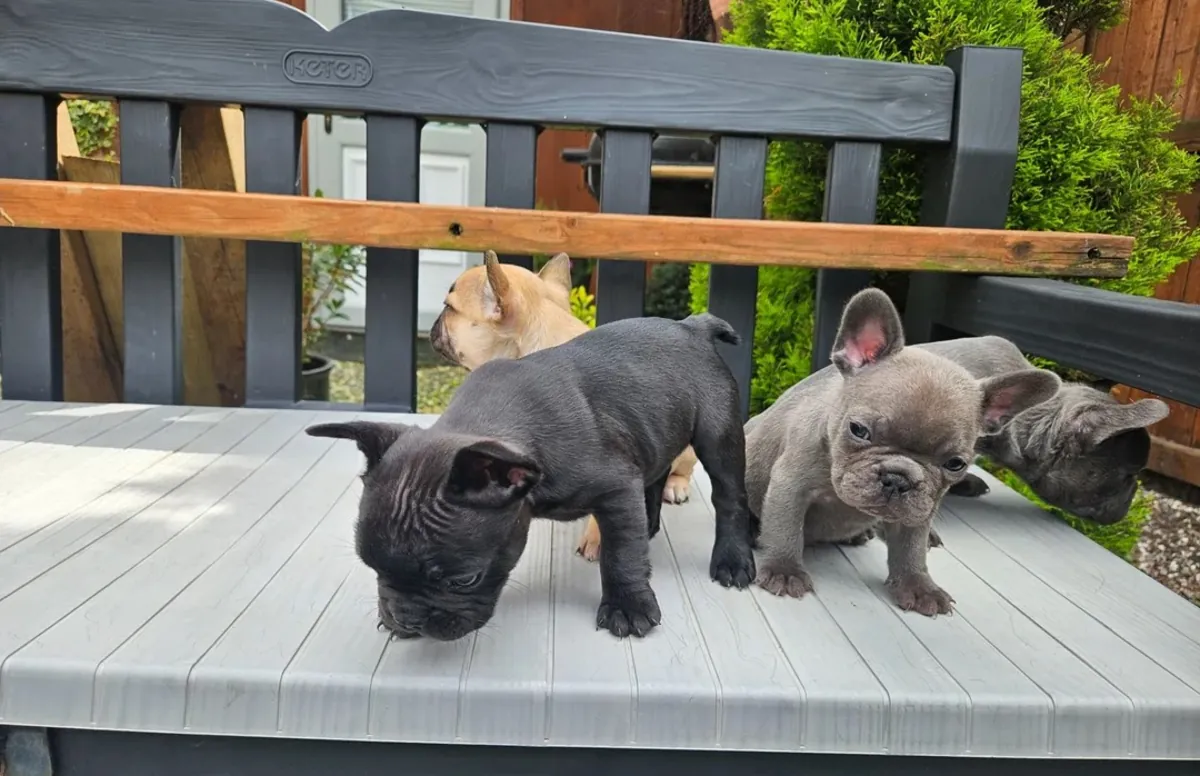 🐾 French Bulldog Puppies for Sale 🐾