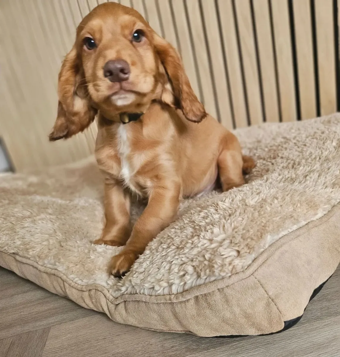 可卡犬工作犬出售