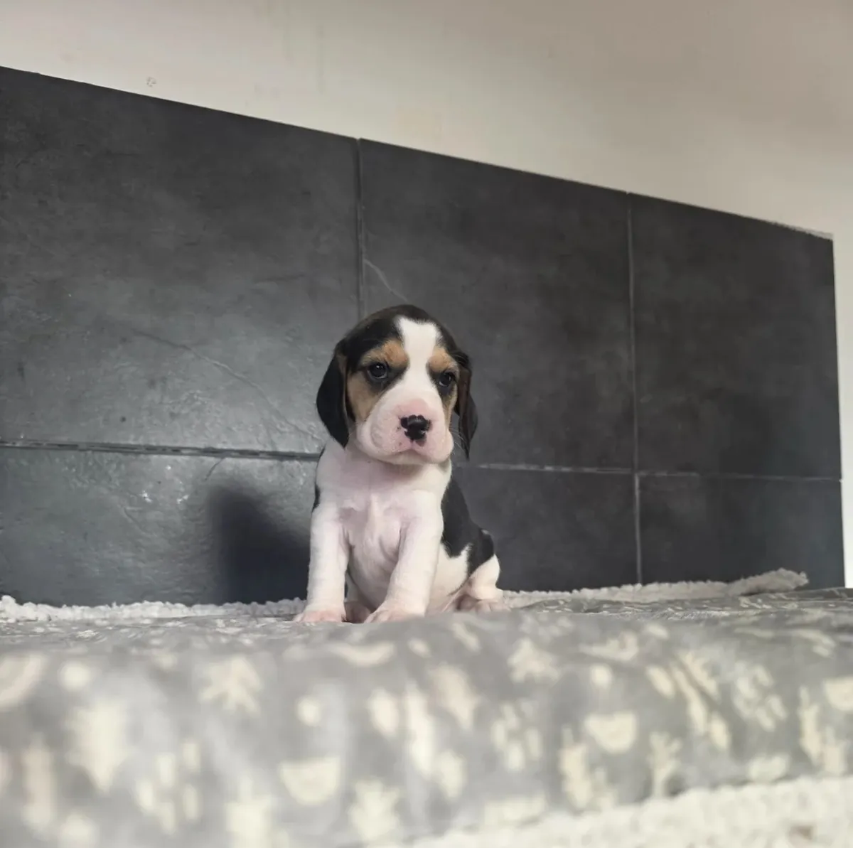 Hermosos cachorros Beagle