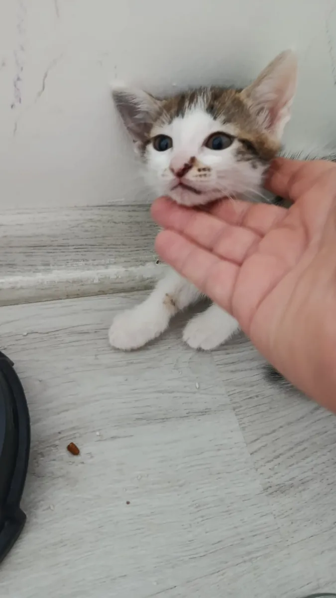 They are looking for new homes.