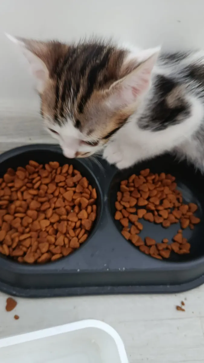 They are looking for new homes.