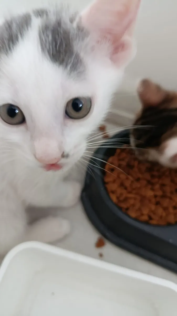 They are looking for new homes.