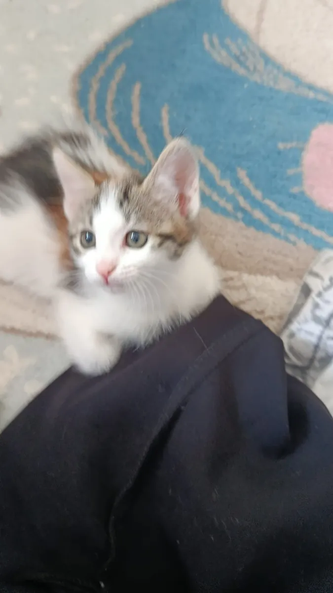 They are looking for new homes.