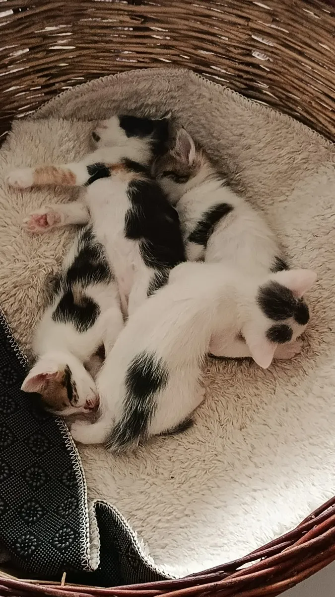 They are looking for new homes.