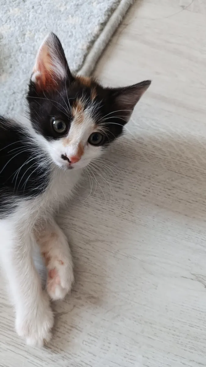 They are looking for new homes.