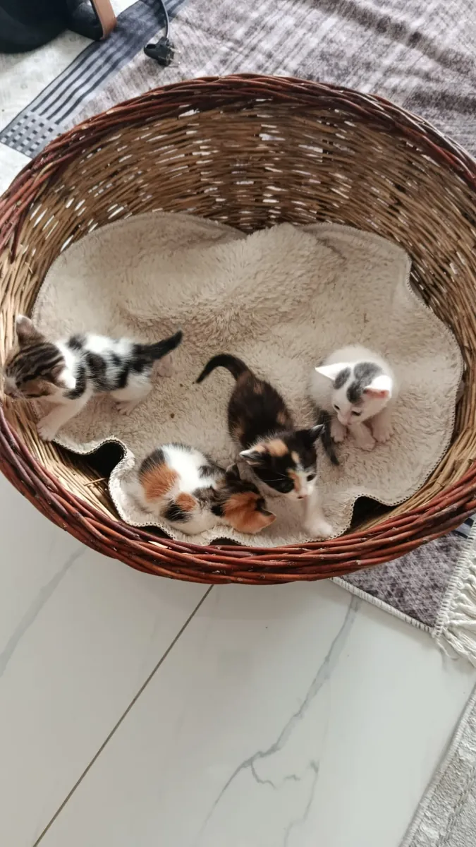 They are looking for new homes.