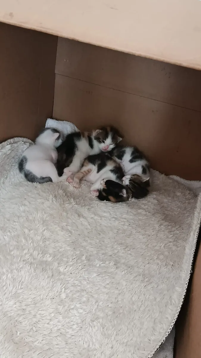 They are looking for new homes.