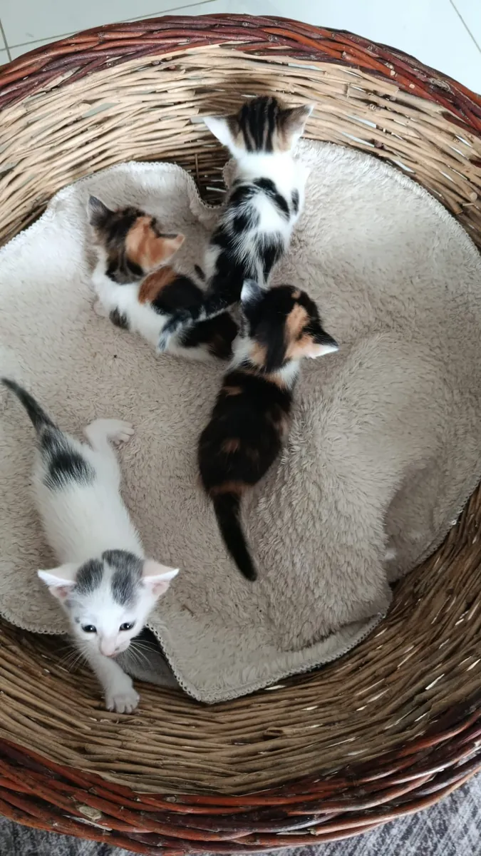 They are looking for new homes.