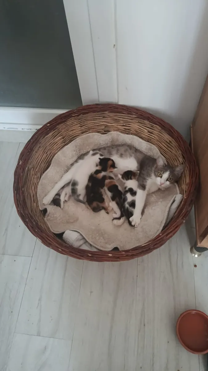 They are looking for new homes.