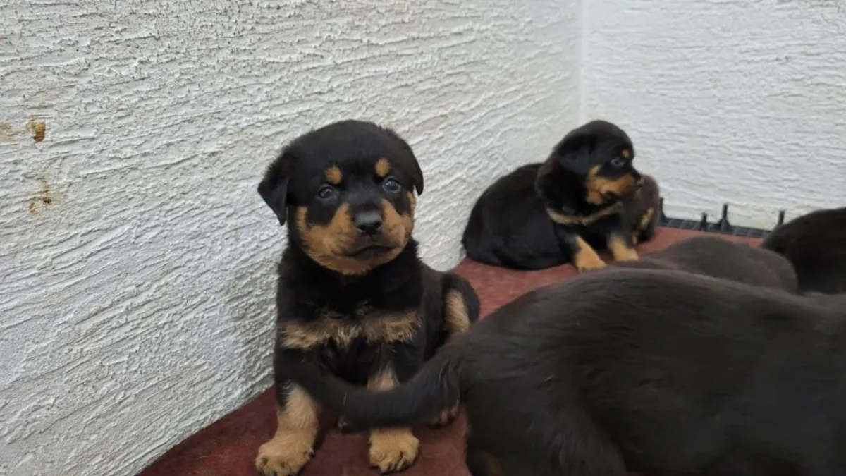 Chiots Rottweiler mâles et femelles à offrir