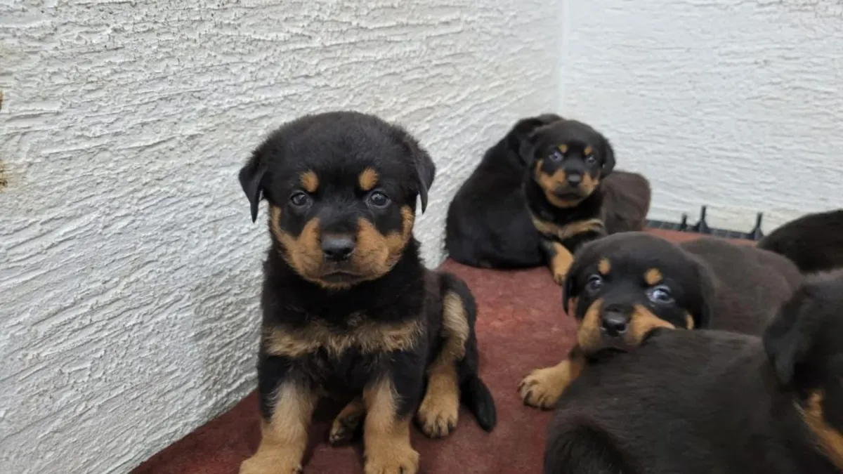 Chiots Rottweiler mâles et femelles à offrir