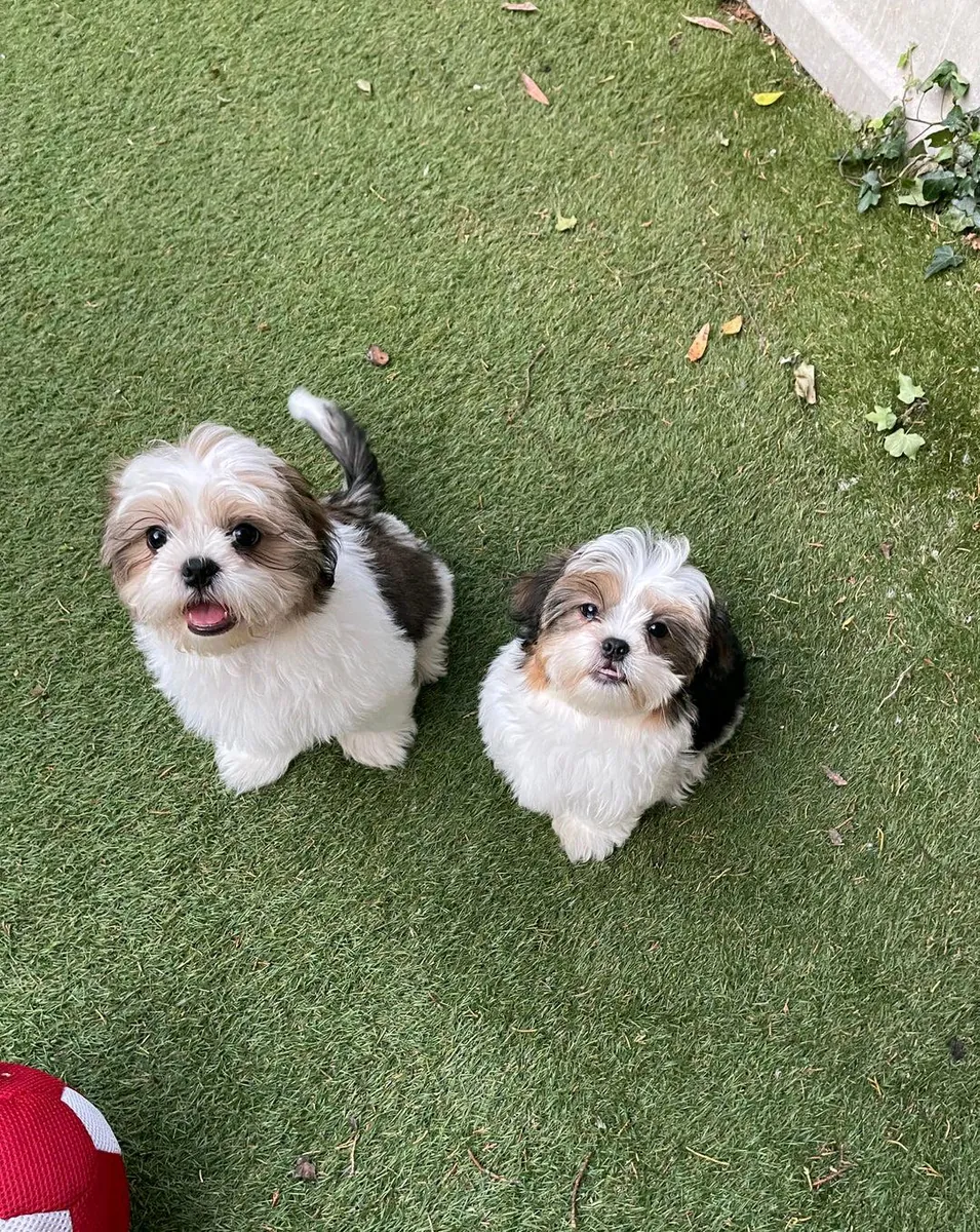 Hediye olarak erkek ve dişi Shih Tzu yavruları.