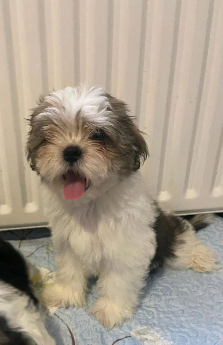 Hediye olarak erkek ve dişi Shih Tzu yavruları.